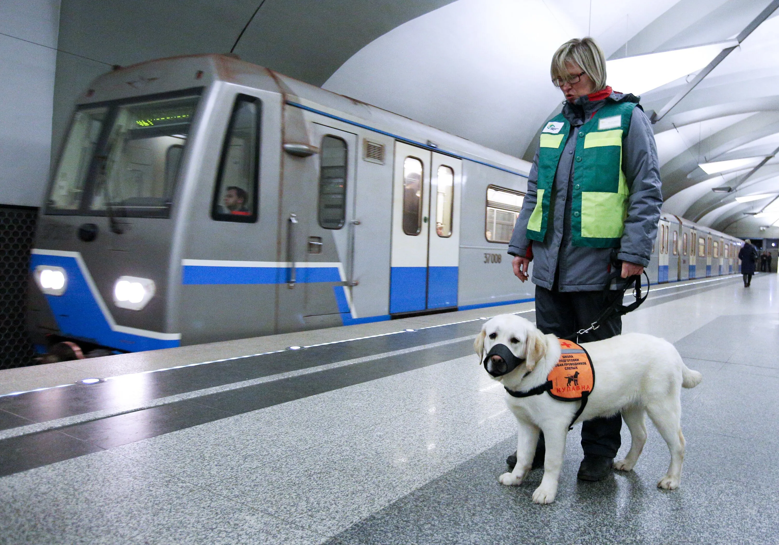 Получить работу может даже собака