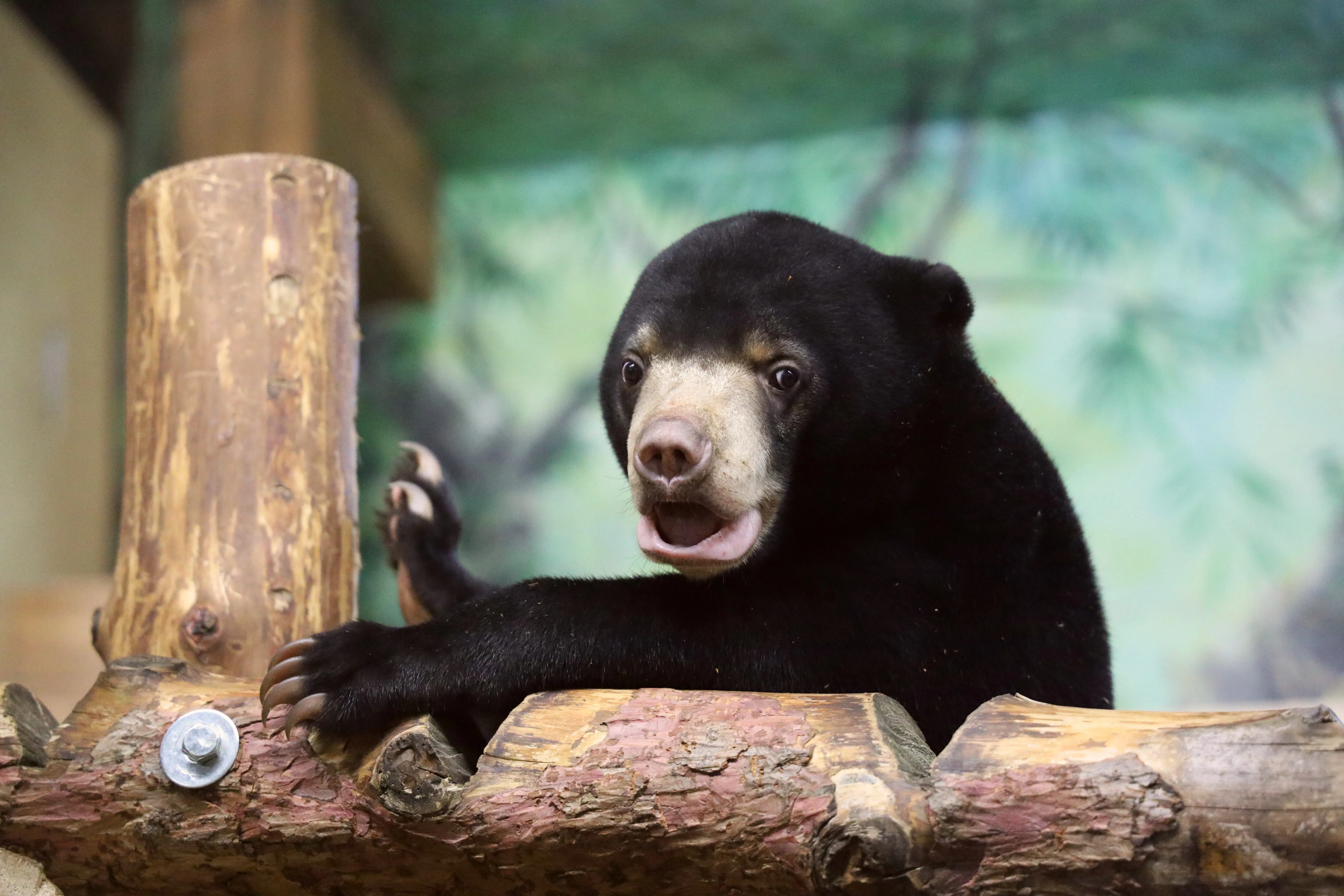 Компания COLDY стала опекуном малайского медвежонка из Московского зоопарка