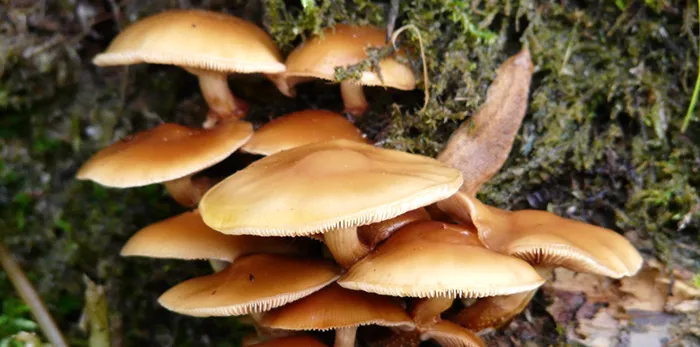 mushroom_general_samtfu_r_bling_wurzelnder_enokitake_flammulina_velutipes_collybia_velutipes_enoki_frost_resistant_fruiting_bodies-1144070.jpg