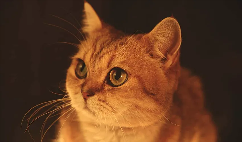 Снимок экрана 2019-03-12 в 14.21.09.png