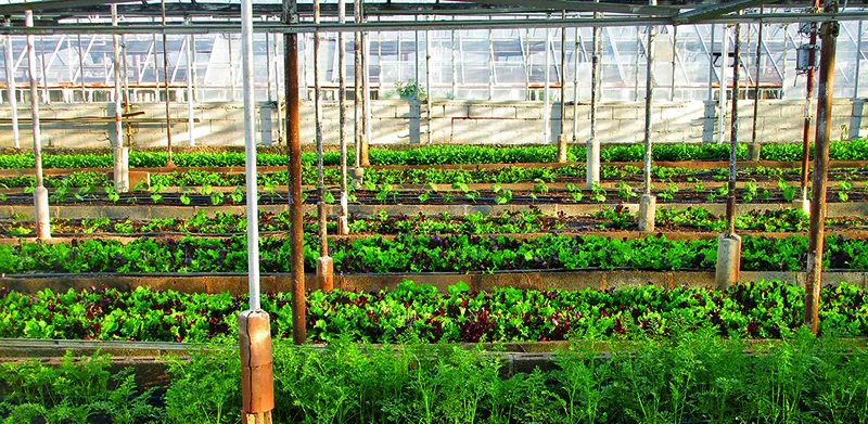 greenhouse-3247181_1280.jpg