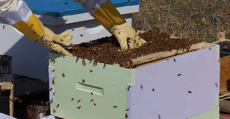 beekeeping-1537156_1280.jpg