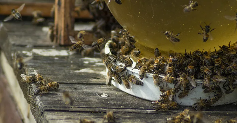 bees-4322014_1280.jpg
