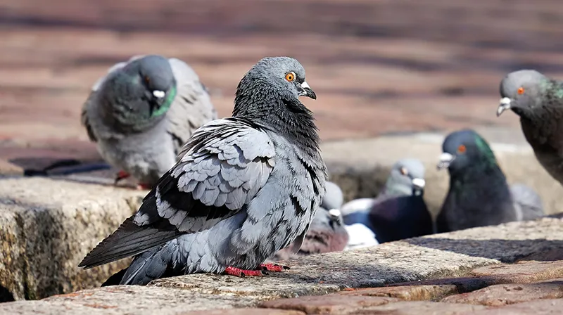 pigeons-3268990_1280.jpg