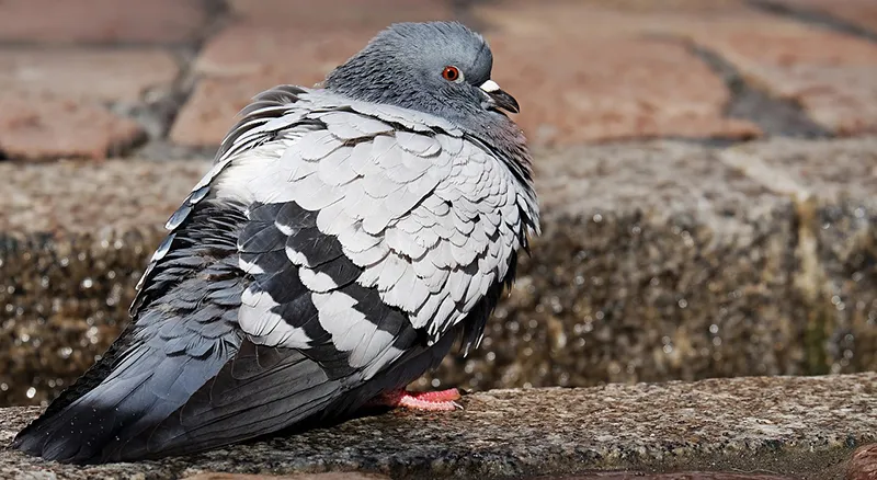 dove-3268965_1280.jpg