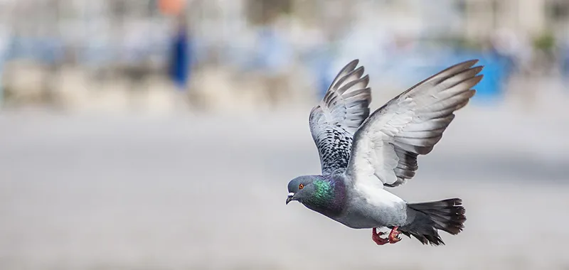 bird-2523828_1280.jpg