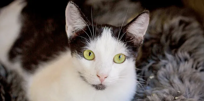 У владельцев домашних животных бутут забирать питомцев за жестокое обращение 