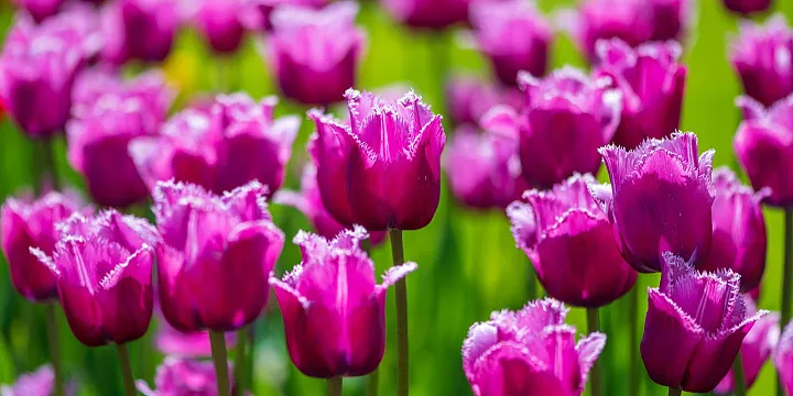 Какие подарки россияне выбирают на 23 февраля и 8 марта 