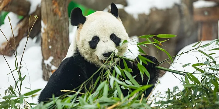 В Московском зоопарке начнут реконструкцию исторической территории