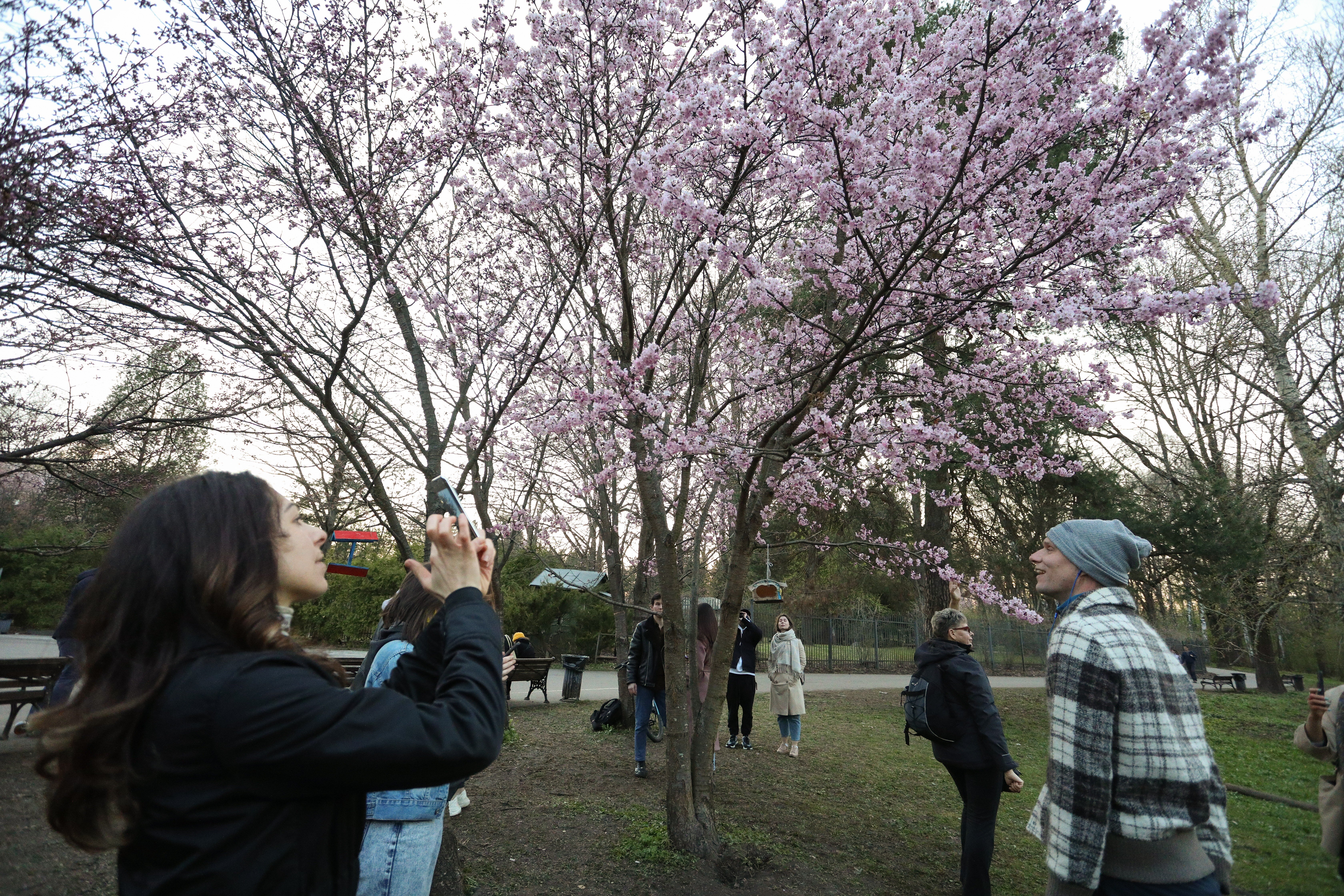 Когда цветет сакура в ботаническом саду москвы