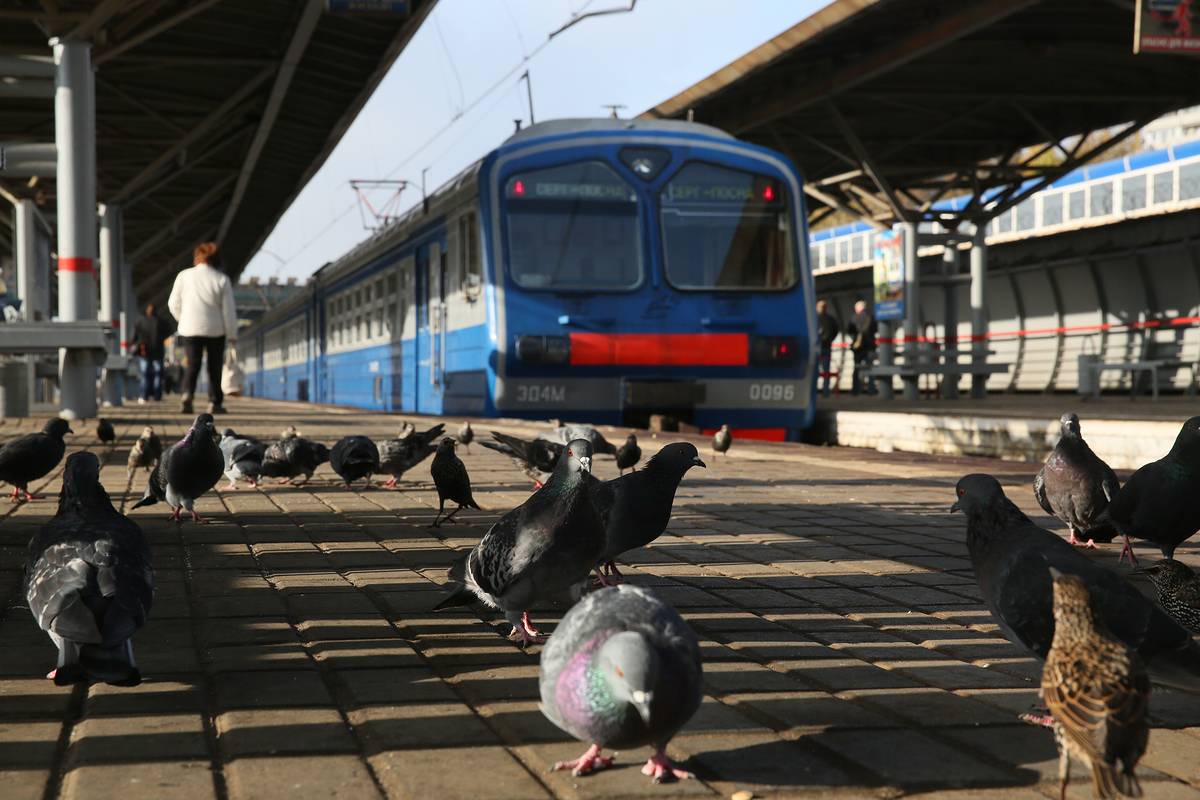 Дела транспорт. Поезда птицы. Поезда в честь птиц. Поезд голубь. Пока не ходят поезда.