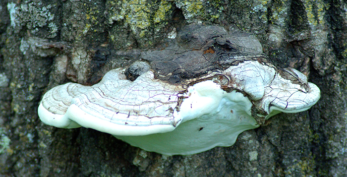 shelf-fungus-on-tree-3539756_1280.jpg