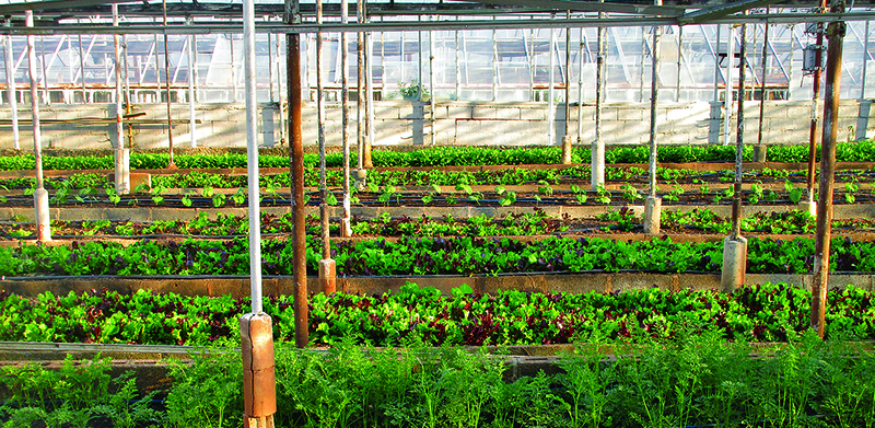 greenhouse-3247181_1280.jpg