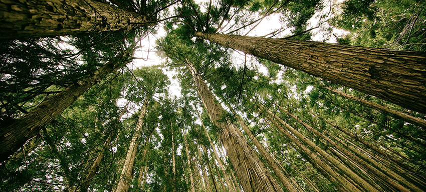 forest-505860_1280.jpg