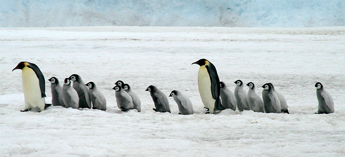 emperor-penguins-2821897_1280.jpg