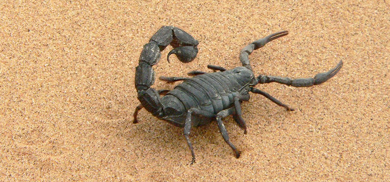 giant-scorpion-1076314_1280.jpg