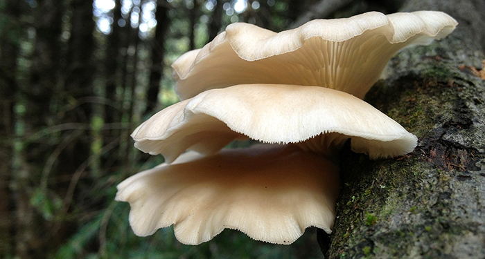 mushrooms-295823_1280.jpg