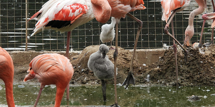 В московском зоопарке появились на свет птенцы розового и красного фламинго