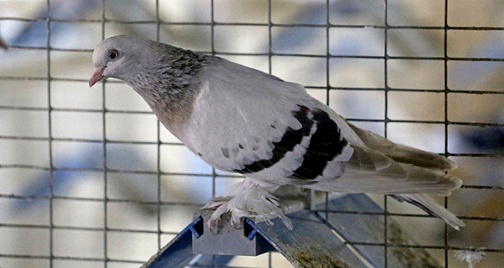 В аэропорту «Домодедово» задержали 80 голубей из Пакистана