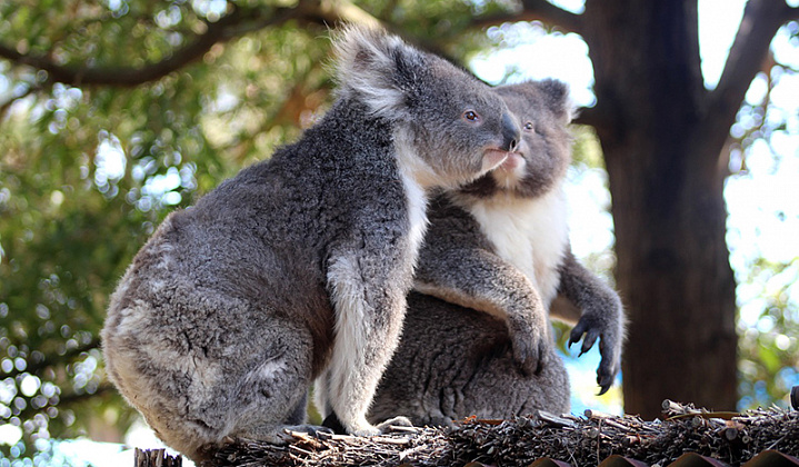 Московский зоопарк решил добыть коал