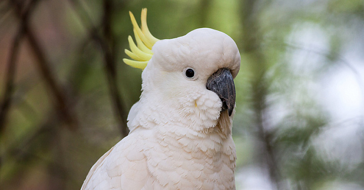 В Московском орнитарии попугая вылечат от неврастении антидепрессантами
