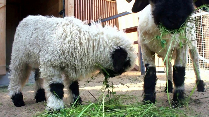 В московском зоопарке появилась на свет валлийская овечка