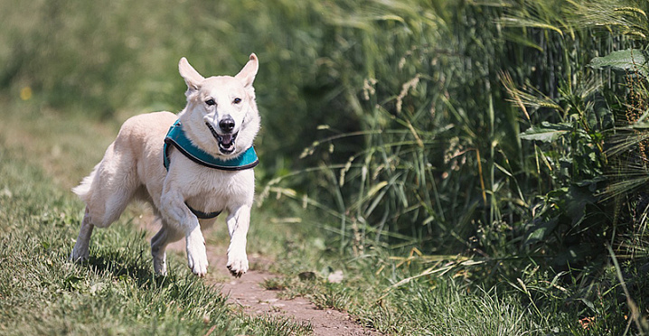 Ветеринары призвали почаще гулять с домашними животными для профилактики ожирения