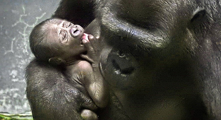 В московском зоопарке родилась самая крупная человекообразная обезьяна