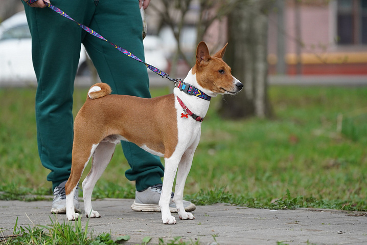  Штраф за неправильный выгул собак предлагают ввести в России 