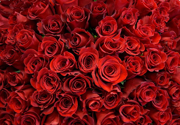 Цветоводы из-за коронавируса ежедневно уничтожают более миллиона роз