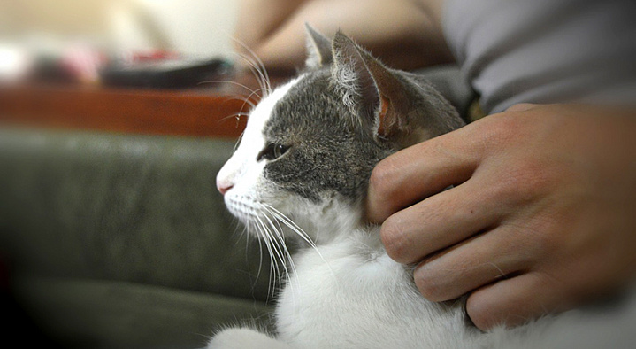 Депздрав призвал лечить нервы с помощью кошачьего мурлыканья