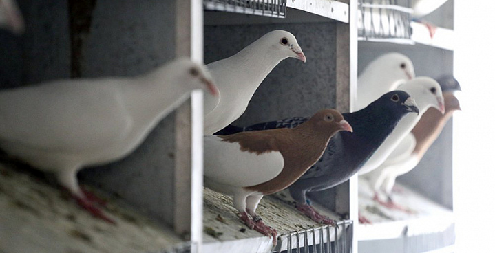 Орнитологи планируют помешать православным выпускать птиц на Благовещение
