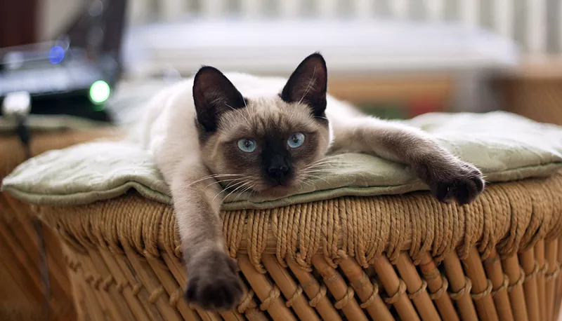 Эксперт порекомендовала заводить для ребенка кошку тайской породы -  Московская перспектива