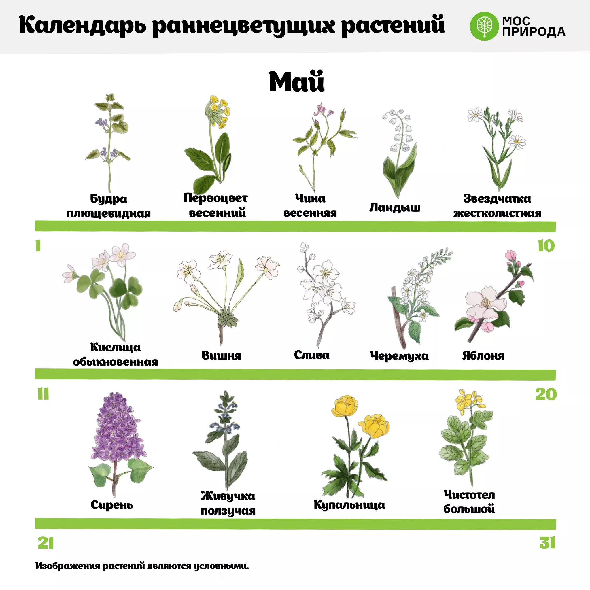 Мосприрода подготовила календарь цветения растений - Московская перспектива