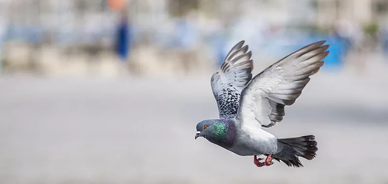 bird-2523828_1280.jpg