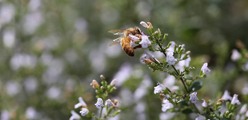 honeybee-3663643_1280.jpg