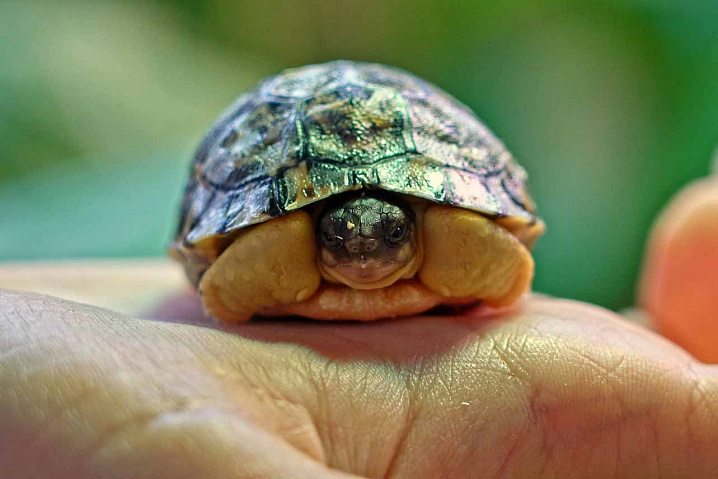 Краснокнижная лучистая черепаха родилась в столичном зоопарке 